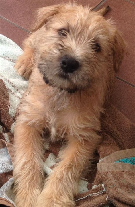 Browse thru our id verified puppy for sale listings to find your perfect puppy in your area. Soft Coated Wheaten Terrier (Irish Wheaten) | Bridgend ...