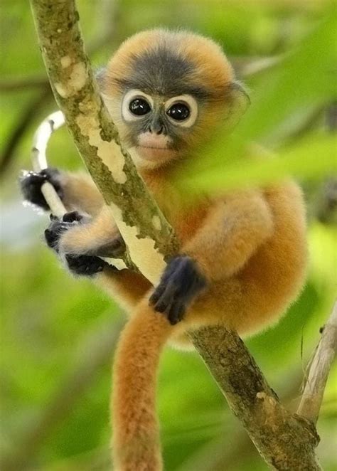 ✓ free for commercial use ✓ high quality images. Baby Dusky Leaf Monkey
