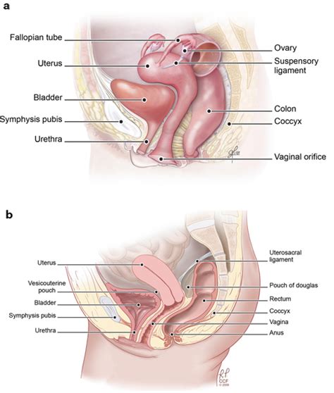 This pathway consists of the following: Overview of the Female Reproductive System | SpringerLink