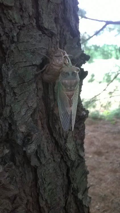 We will spend a long time on looking for their small holes. hatching cicada | Tumblr