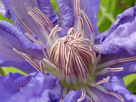 We did not find results for: Photo #62394 | Clematis 'Countess of Lovelace' | plant lust