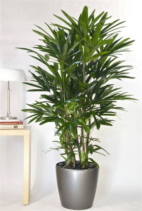 The original darling of plant bloggers, fiddle leaf fig remains a stunning option for home gardeners who want a large houseplant that makes a big statement. 12 Beautiful Indoor Trees That Will Brighten Up Any Room ...