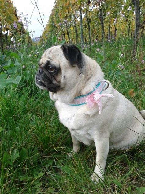 Find dogs for sale in roseburg, or on oodle classifieds. Pug #paula # mops | Pugs, Pug life, Puppies