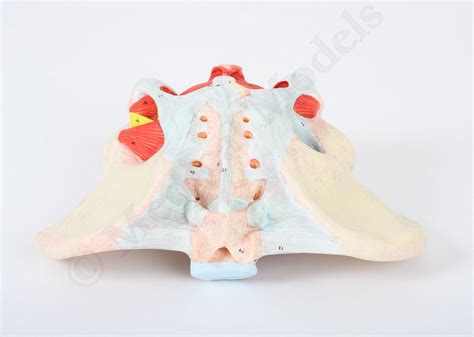 Check spelling or type a new query. Female Pelvis Floor with Muscles, Ligaments and Nerves Anatomical Model | Female Anatomy ...