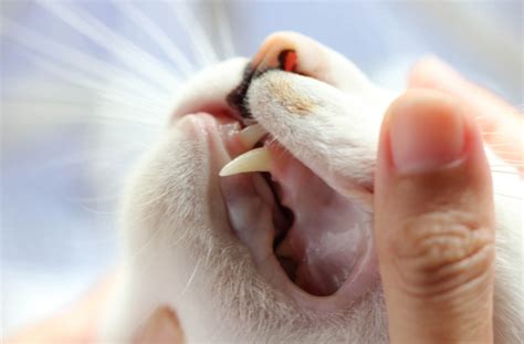 Cat teeth are optimized for hunting. 6 Tips for Determining Your Cat's Age | petMD