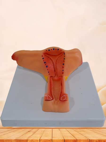 We'll discuss the function of each organ. Female internal genital organs anatomy model