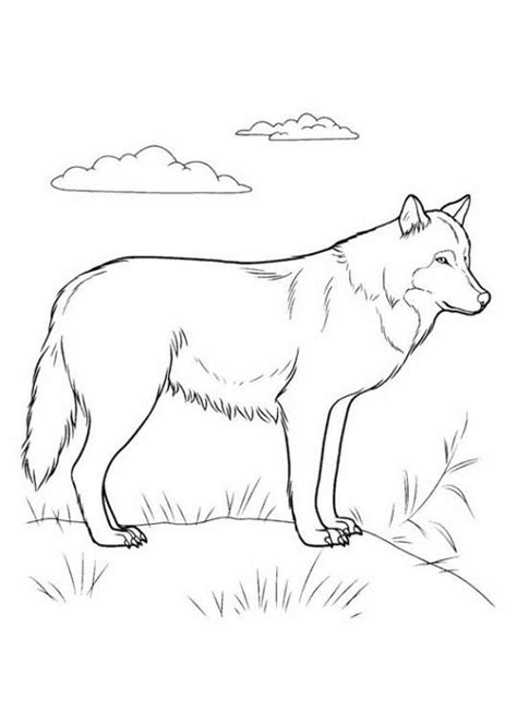 Dürrer wolf kostenlose ausmalbilder und malvorlagen. Wolf 3 | Ausmalbilder, Ausmalen und Wolf
