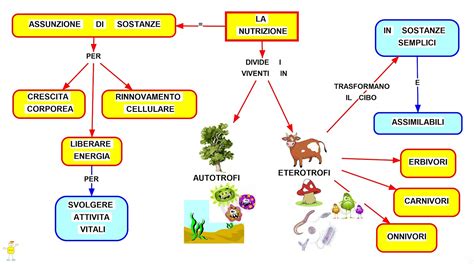 Unica scienze degli alimenti e della nutrizione didattica. Mappa concettuale: La nutrizione • Scuolissima.com