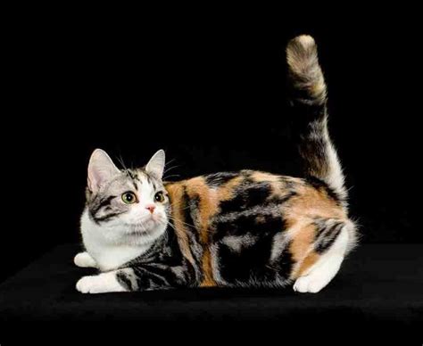 Welcome to the cat fanciers' federation's website. San Gabriel Valley Cat Fanciers Cat Show