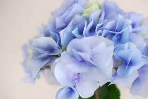 Silk flowers in a wide variety of colors to match any theme. Blue Silk Hydrangea Flowers