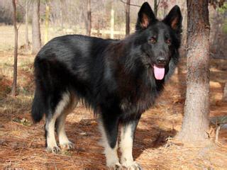 Riverwind shilohs/sooner shilohs, oklahoma, united states. Shiloh Shepherd Puppies For Sale / Shiloh Shepherd Dog ...