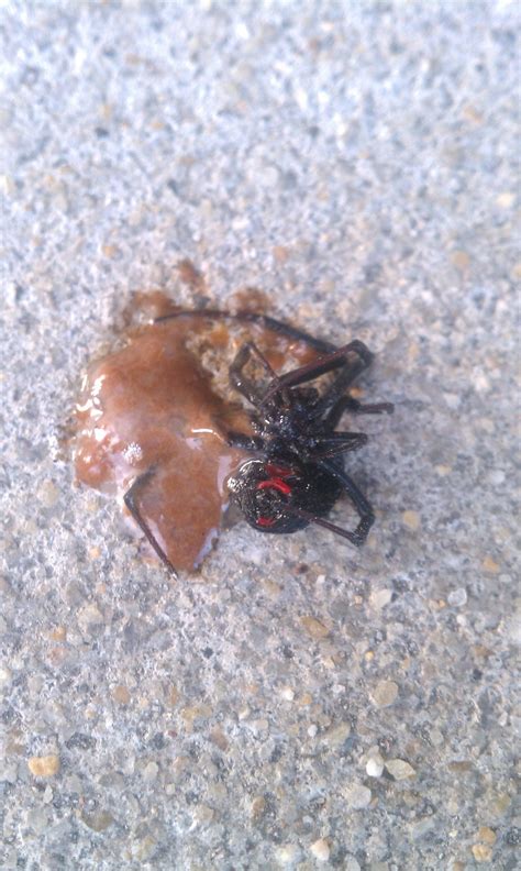 If yes, why this movie is there ? Found a dead Black Widow with the venom spilled out on ...