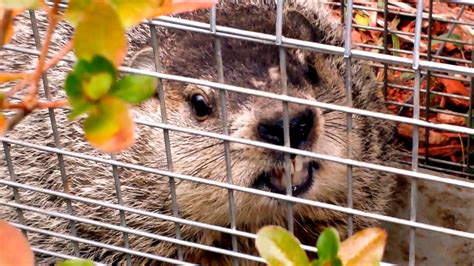 How to trap a groundhog: How to CATCH A GROUNDHOG - YouTube