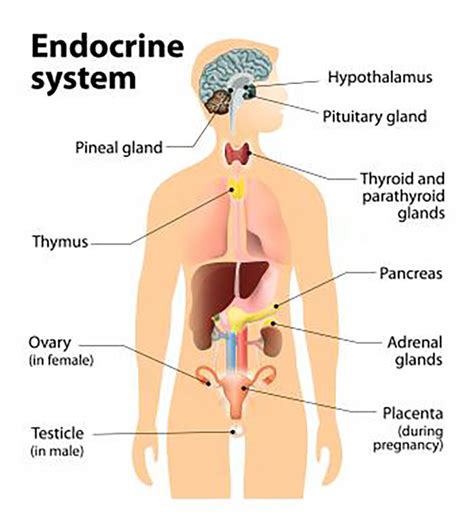 Dec 16, 2020 · such adaptations enabled the human race to survive the harshest environments on earth against all the odds. endocrine-system-human-body-diagram | Coast Clinic