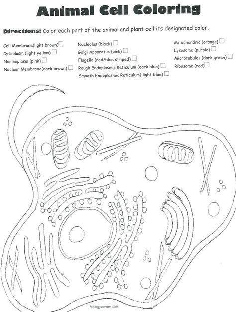 Animal cell model diagram project parts structure labeled. Animal Cells Coloring Worksheet Plant and Animal Cell ...