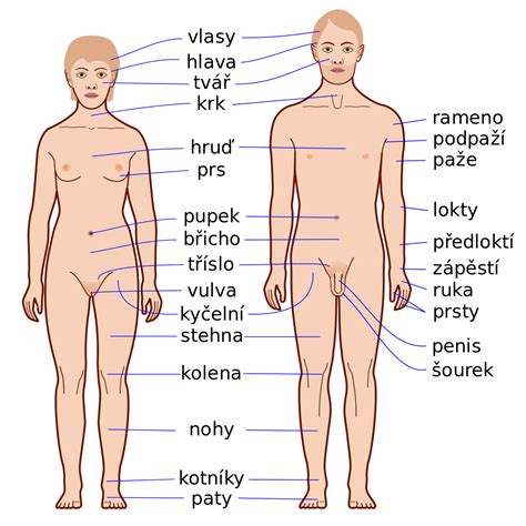 Abdomen, arm, anus, and artery are parts of the female body. File:Human body features-cs.svg - Wikimedia Commons