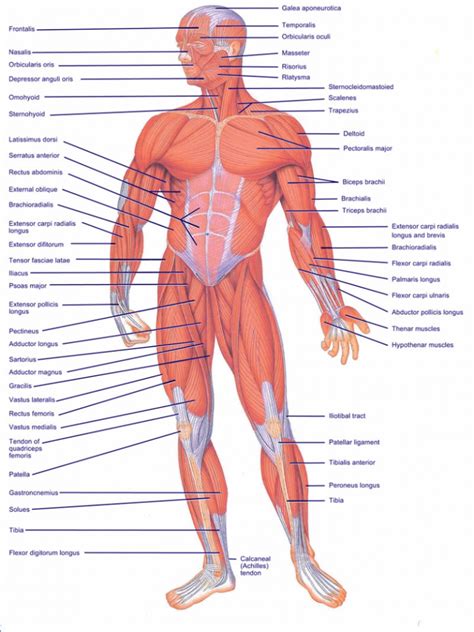 Muscles, connected to bones or internal organs and blood vessels, are in charge for movement. Diagram Of All Muscles In The Human Body Diagram Of All ...