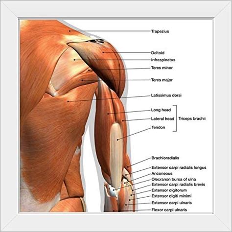 Terms in this set (23). Shoulder Muscles Diagram Labeled - Shoulder Glenohumeral Joint Human Anatomy Vector Diagram ...