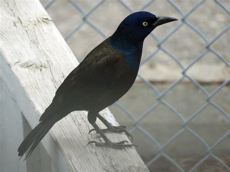Getting rid of starlings that drive away your colourful songbirds is no easy task but several changes you can make to your bird feeders to help get rid of unwanted blackbirds starlings and grackles. Hundreds of Common Grackles and Starlings | This photo was ...