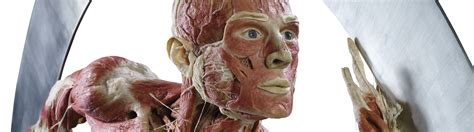 With 200 authentic human specimens, including individual organs, transparent slices, and whole bodies, the exhibit reveals our inner workings, from eyes and brains down to feet and toes. BODY WORLDS Vital NTNU - museumogsamfunn.no