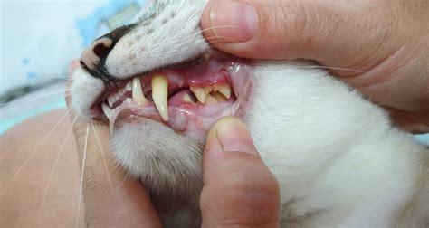 Check spelling or type a new query. Can dogs and cats get gingivitis? | Healthcare for Pets