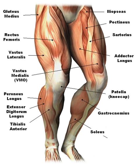 Right subtendinous bursa of subscapularis. Leg Muscle Diagram Anatomy Of The Thigh Very Best Example ...