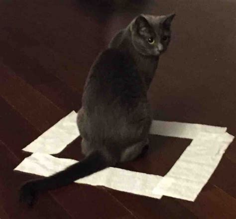 How To 'Trap' A Cat - With Instructions And Results ...
