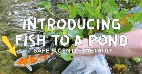 Oct 05, 2017 · i think many people think koi are the only large ornamental fish for an outdoor pond without realising what other options there are. How to Add Fish to a Backyard Garden Pond | Empress of Dirt