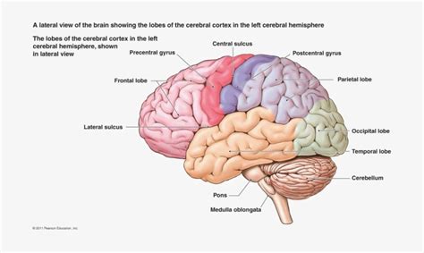 Maybe you would like to learn more about one of these? Blank Nervous System Diagram Unlabeled - 12 Best Images of ...