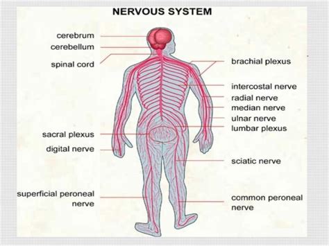 The nervous system can be divided into several connected systems that function together. The ways of maintaining the human nervous system | Science online