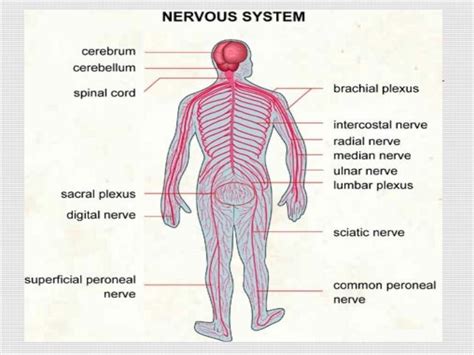 Here are some key points about the central nervous system. The ways of maintaining the human nervous system | Science online
