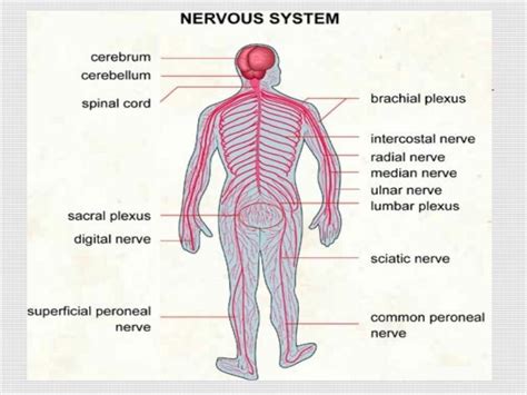 The nervous system is a complex collection of nerves and specialized cells known as neurons that transmit signals between different parts of the body. The ways of maintaining the human nervous system | Science online