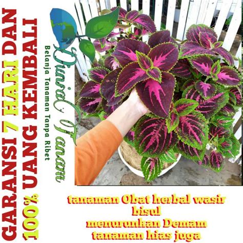 Maybe you would like to learn more about one of these? TANAMAN HIAS HERBAL MIANA ILER | bunga / benih tanaman ...