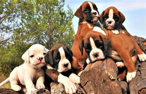 When you are selecting a king charles dog breeder that sells puppies, you should look for a reputable breeder like lizmere cavalier king charles spaniels in charlotte, nc. Boxer Puppies For Sale | Charlotte, NC #252745 | Petzlover