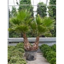 Parmi les palmiers considérés comme rustiques, les washingtonia sont assurément les plus. vente de palmier - washingtonia robusta - 270 cm