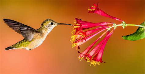 A wonderful fragrant shrub with interesting foliage and late summer flowers that bees and butterflies love. Attracting Hummingbirds and Butterflies to Your Garden ...