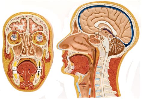 A regional study of human structure. Sectional Models of the Human Head