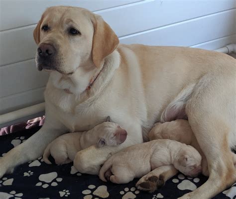 We are grateful for your interest, but we will no longer be breeding our dogs or selling any more puppies! Yellow Labrador Puppies Oregon - Puppy And Pets