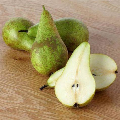 Груша конференция диета Груша Конференция (Однолетний, ОКС) - купить Саженцы груши в Киеве и Груша Конференция (Однолетний, ОКС) - купить Саженцы груши в Киеве и Груша конференция диета