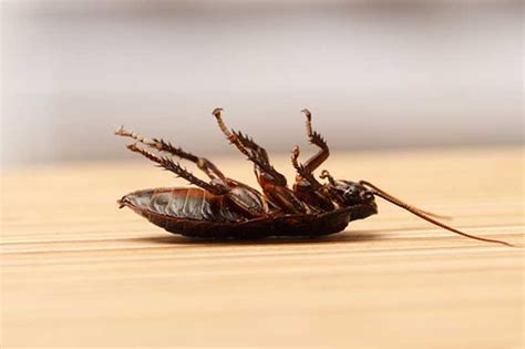 Our staff consists of highly experienced pest & termite professionals in santa barbara ca with over 60 years of industry experience. Pest Control Companies Santa Barbara CA - FREE ESTIMATE TODAY