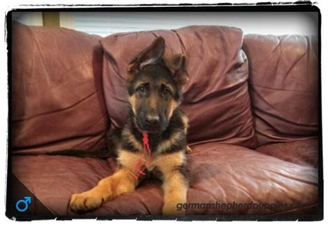 The site is easy to locate on the east side of mcloughlin, just one block south of the oak grove fred meyer. German Shepherd Puppies Salem Oregon | Shepherd puppies ...