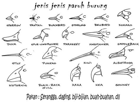 Pakan adalah hal yang sangat vital untuk burung kita. Qicauan Mu: Jenis paruh dan pakan burung