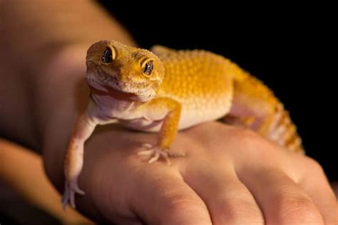 Knowing what you're getting in to is below is a list of 5 popular pet lizards to help you get started. HD Exclusive How To Make A Paper Lizard Easy - hd wallpaper