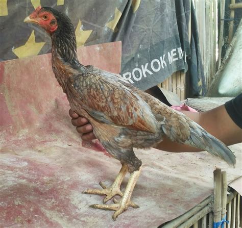 Bentuk dan model kaki ayam petarung pukul saraf/ko : Bentuk Dan Model Kaki Ayam Petarung Pukul Saraf/Ko / Pada ...