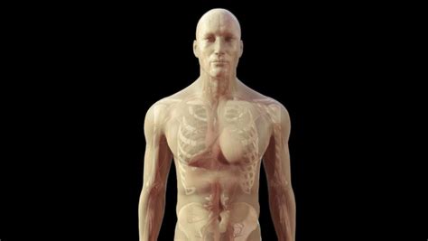 Écorché musclenames male & female anatomy bundle. Zoom In To 3D Cg Human Male Close Up Of Chest Wall Thorax ...