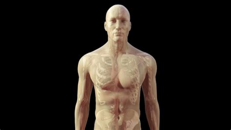 This is a high poly model of the male human figure with extremely accurate anatomy. Zoom In To 3D Cg Human Male Close Up Of Chest Wall Thorax ...