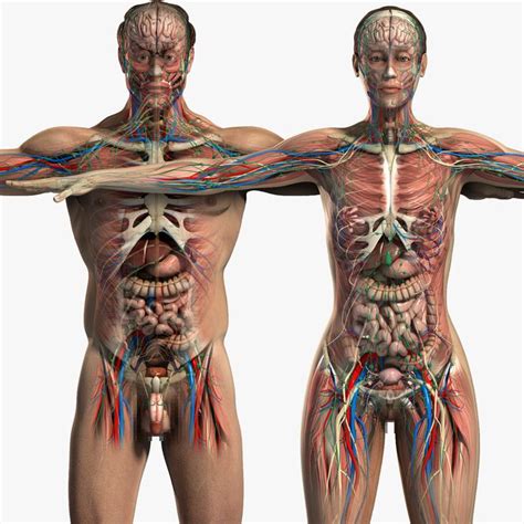 Anatomical charts offer a wide range of reference points for specialists, from physical therapists to ophthalmologists. 23 best images about Female Anatomy on Pinterest | Rivers ...