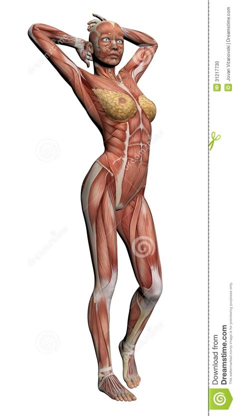 Anatomy 3d atlas allows you to study human anatomy in an easy and interactive way. Human Anatomy - Female Muscles Stock Illustration ...