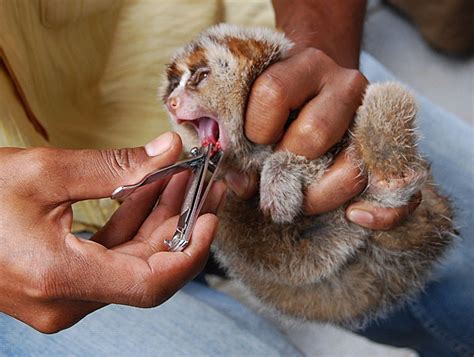 Without context, you might think that a little slow loris with its arms up being tickled appears to be a funny, adorable video. The Animal Cabin: The Slow Loris is an Illegal Pet