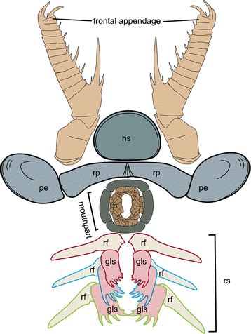 Arthropods form the phylum euarthropoda, which includes insects, arachnids, myriapods, and crustaceans. The functional head of the Cambrian radiodontan (stem ...